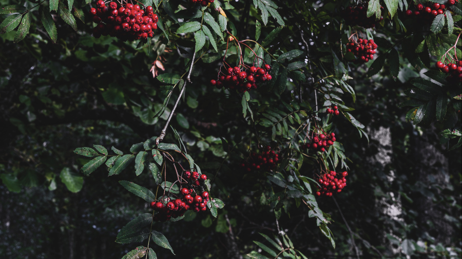 A rowan tree with red berries, used for warding off spirits during Scotland Halloween.